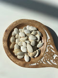 ROASTED SALTED PUMPKIN SEEDS (in shell)